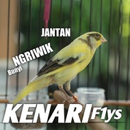 burung kenari f1ys bahan jantan 100% jaminan