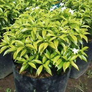 Tanaman hias rombusa mini gold / pohon rombusa mini gold