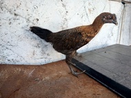 ayam arab jago / ayam jago arab kampung/anakan ayam arab jantan umur 2 bulan