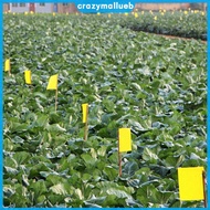 100 Pack Bugs Sticky Board Waterproof Catching Aphid Insects Killer Double Sided Sticky Trap for Gna