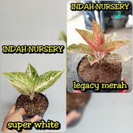 paket 2 bibit bunga aglonema legacy merah dan legacy-legaci putih