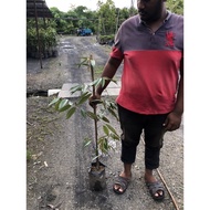 Pokok Durian Musang King 4 kaki