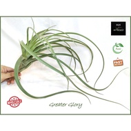 Air Plant Tillandsia Greater Glory Ionantha Airplant 空气草 空气凤梨 无土植物