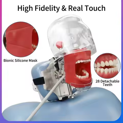 Dental Simulation Head Teaching Model Replaceable 28/32 Removable Teeth Dentist Training Practice De