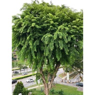 ✥Narra Tree Seeds (10Pcs)