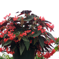 tanaman hias Begonia coccinea Scarlet Begonia begonia clasic