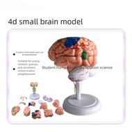 4D Detachable Human Brain Anatomy Model Medical Teaching Educational Assembly Toy