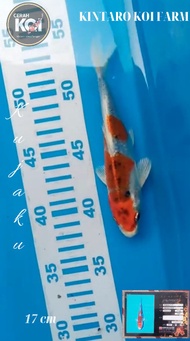 Ikan Koi Kujaku 17 cm Import Kintaro Koi Farm Jepang - Promo