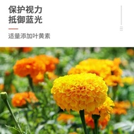 2026 New Product German Original Doppelherz Double Heart Multi-Vitamin Blueberry Eye Capsules Reliev