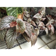 Begonia Maurice Amey /begonia pink/ stable root/ ready stock