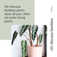 [Real Plant]Alocasia Bambino  Amazonia pokok keladi hidup hiasan indoor live house plant bunga
