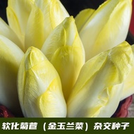 Sprout Ball Chicory Seed Magnolia Vegetable Softened Chicory Seed Balcony Courtyard Growing Golden S
