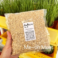 【Ready Stock 500G】Biji Gandum Organic Australia / Australia Premium Wheat Seeds