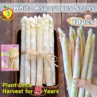 10pcs/pack High Yield White Asparagus Seeds for Planting Vegetables Seeds Plants Fresh Bonsai Aspara