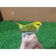 Burung Pleci Wallacea Rajin Bunyi
