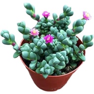 Antler Begonia Succulent Mini Cute Balcony Desktop Green Plant Flower Potted Plant
