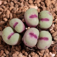 Little Red Mouth Good Raising Succulent Potted Plant Essence Raising Succulent Cone Succulent Rr723 