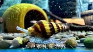 鑽紋螺