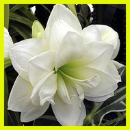 ◊ ✿ ⊕ amaryllis plant bulb