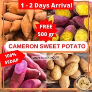 [ FREE 1 KG+ ] Ubi Keledek Madu Organic Honey Sweet Potato Cameron Highland Fresh Ungu Oren Jepun Ja