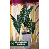 Alocasia Amazonica (Live PLant - 3 Leaves) with FREE plastic pot, garden soil and pebbles ( Rare Indoor plant ),