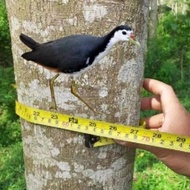 Stiker Decoy burung Ruak ruak Stiker Pikat Ruak ruak