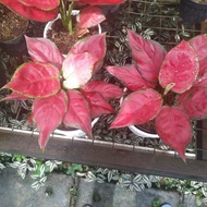 aglaonema red anjamani