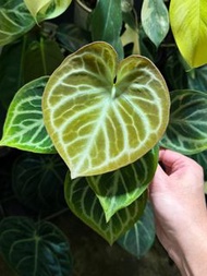 銅鑼燒花燭 Anthurium Dorayaki