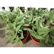 BEIJING GRASS/RUMPUT SITI KHADIJAH