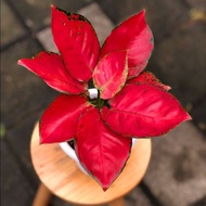 Aglaonema red anjamani / Aglonema red anjamani florist nursery/