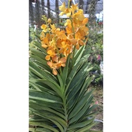 ORKID MOKARA mokara orchid