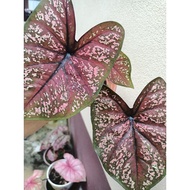 Pokok keladi  7 luck