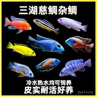 Ikan Air Tawar Tasik Malawi Cichlids Malawi Ikan Tilapia Malawi Ikan Malawi Merak Penduduk Batu Keci