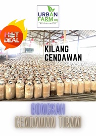 Bongkah Cendawan kelabu tiram