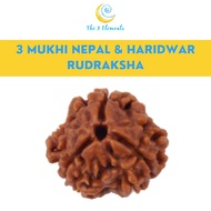 100% Original / Genuine 3 Mukhi ( 3 Faces) Rudraksha Bead (Haridwar) | The 5 Elements