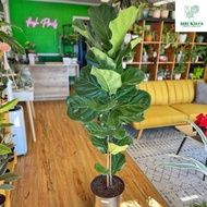 Ficus Lyrata Bambino 1-3 Stem (Fiddle-Leaf Fig) 琴叶榕Pokok Ketapang /Pokok Bunga Hidup/- Seri Bjaya Nu