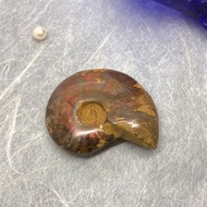 Edith & Jaz • 招財斑彩螺化石擺設 (F)