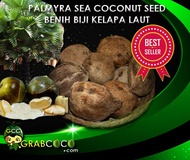 Palmyra Sea Coconut Seed Plant | Benih Biji Pokok Kelapa Laut (One Seed/Satu Biji)