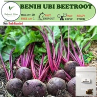 20++ biji benih RED/ BROWN BEETROOT BEET Ubi bit seeds