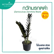 กวักมรกตดำ 8 นิ้ว Zamioculcas zamifolia black ต้นไม้มงคล ต้นไม้ฟอกอากาศ ต้นไม้