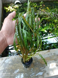 Tanaman Aquascape bervarian|Hiasan Akuarium low c02