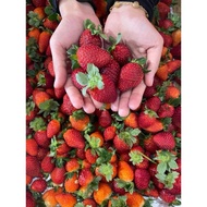Fresh Strawberry Strawberi (+-250GM)Pack Fresh Fruits