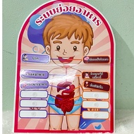 Digestive System Science Teaching Media A3 Size