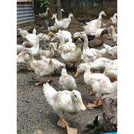 pekin duck itlog no return