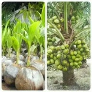 Bibit kelapa kopyor hijau asli