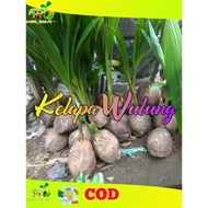 Bibit kelapa wulung / kelapa hijau wulung / kelapa ijo asli