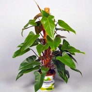 Philodendron Philo Brekele Burle Marx Tanaman Hias Pbr-1020