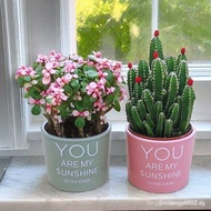 4684People Collection Man Chung San Lucky Mountain Succulent Plant Cactus Money Tree Living Room Gre