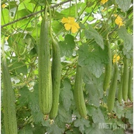 Thai Luffa Seeds