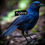 BURUNG CIUNG BATU JAWA